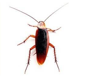 開(kāi)封消殺公司告訴您滅蟑螂的兩個(gè)要點(diǎn)